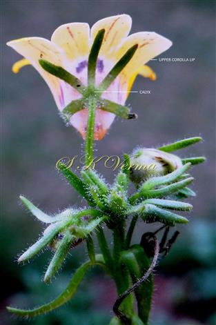  Calyx